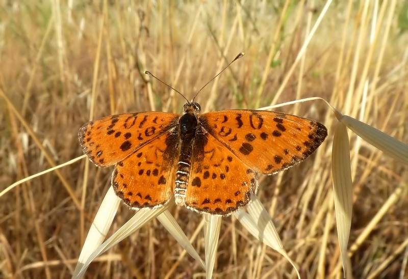 ibrido Melitaea trivia X Melitaea didyma???????